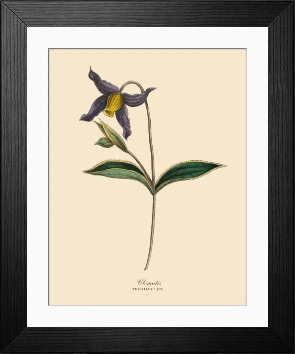 Framed Print : Clematis Plants, Victorian Botanical Illustration Framed Print : Clematis Plants, Victorian Botanical Illustration