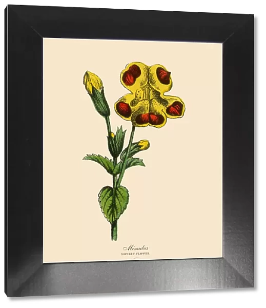 Mimulus or Monkeyflower Plants, Victorian Botanical Illustration