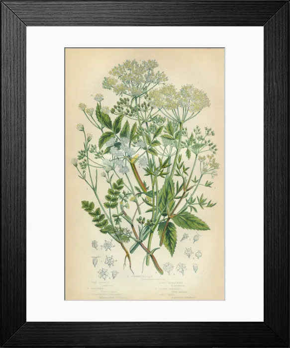 Framed Print : Parsley, Honewort, Cryptotaenia, Marshwort, Goutweed, Victorian Botanical Illustration Framed Print : Parsley, Honewort, Cryptotaenia, Marshwort, Goutweed, Victorian Botanical Illustration