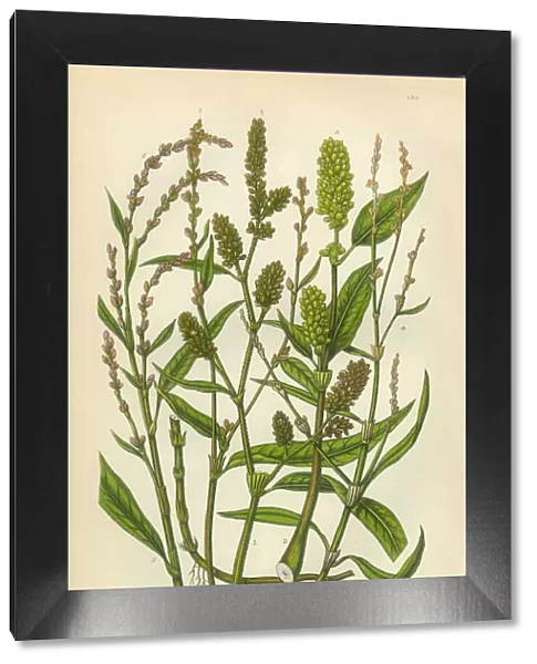 Persecaria, Knotweed, Smartweed, Sorrel, Victorian Botanical Illustration