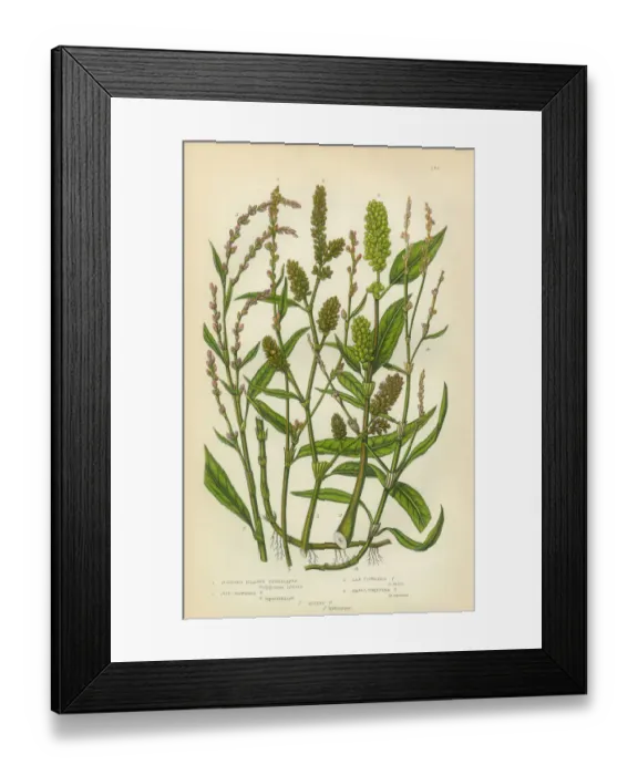 Framed Print : Persecaria, Knotweed, Smartweed, Sorrel, Victorian Botanical Illustration Framed Print : Persecaria, Knotweed, Smartweed, Sorrel, Victorian Botanical Illustration