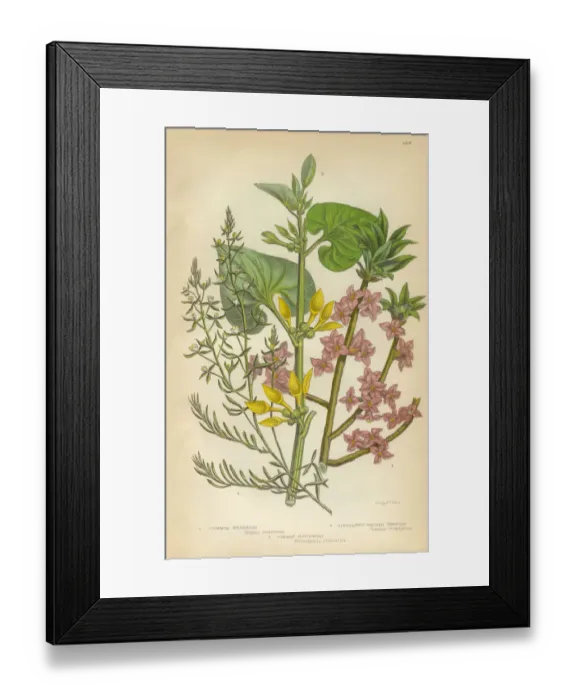 Framed Print : Flax, Daphne, Mezereon, Toadflax, Birthwort, Aristolochia, Clematitis, Victorian Botanical Illustration Framed Print : Flax, Daphne, Mezereon, Toadflax, Birthwort, Aristolochia, Clematitis, Victorian Botanical Illustration