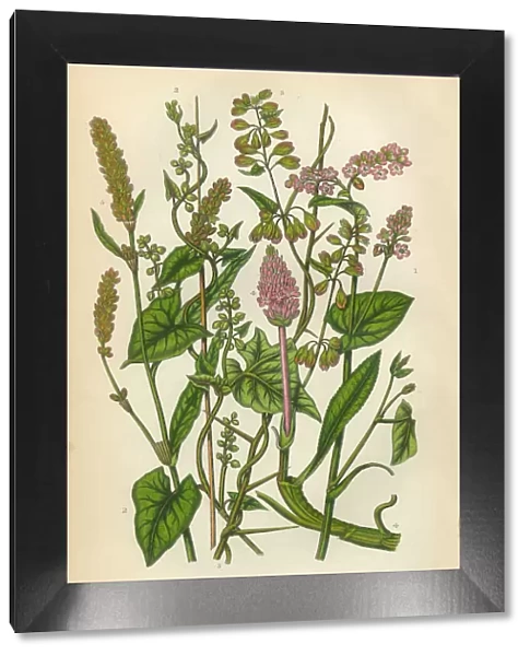Buckwheat, Persecaria, Smartweed, Knot Grass, Sorrel, Rhubarb, Victorian Botanical Illustration