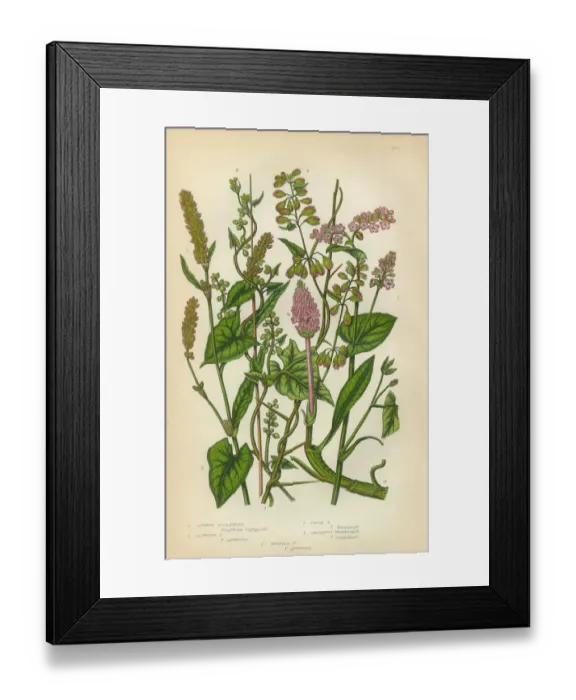 Framed Print : Buckwheat, Persecaria, Smartweed, Knot Grass, Sorrel, Rhubarb, Victorian Botanical Illustration Framed Print : Buckwheat, Persecaria, Smartweed, Knot Grass, Sorrel, Rhubarb, Victorian Botanical Illustration