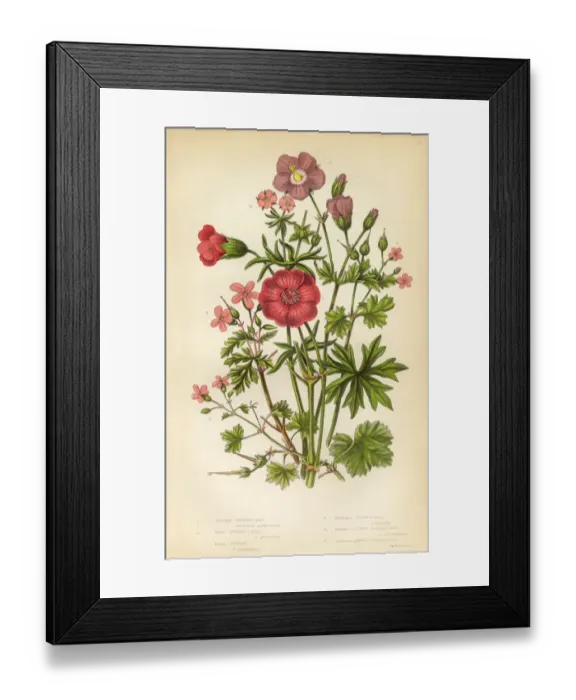Framed Print : Victorian Botanical Illustration: Cranesbill and Geranium Framed Print : Victorian Botanical Illustration: Cranesbill and Geranium