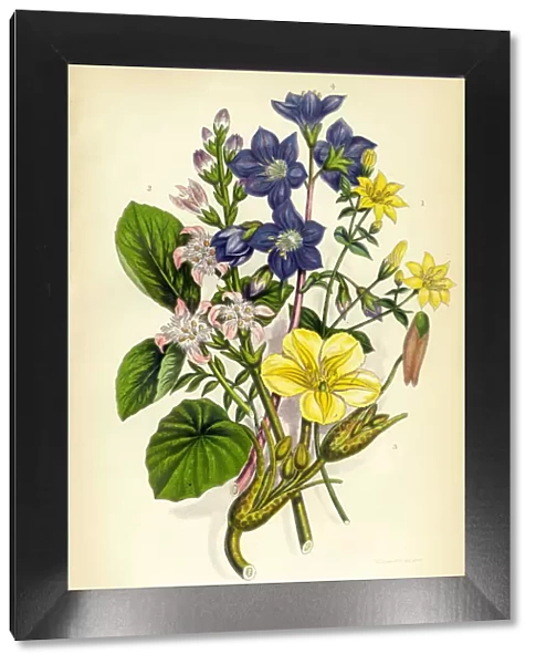 Jacobs Ladder, Yellow Wort, Buckbean, Villarsia, Victorian Botanical Illustration