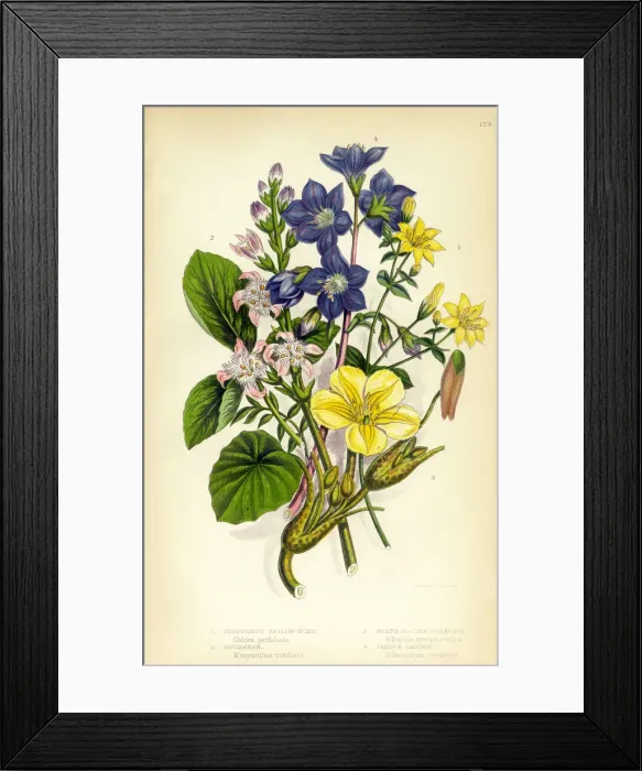Framed Print : Jacobs Ladder, Yellow Wort, Buckbean, Villarsia, Victorian Botanical Illustration Framed Print : Jacobs Ladder, Yellow Wort, Buckbean, Villarsia, Victorian Botanical Illustration