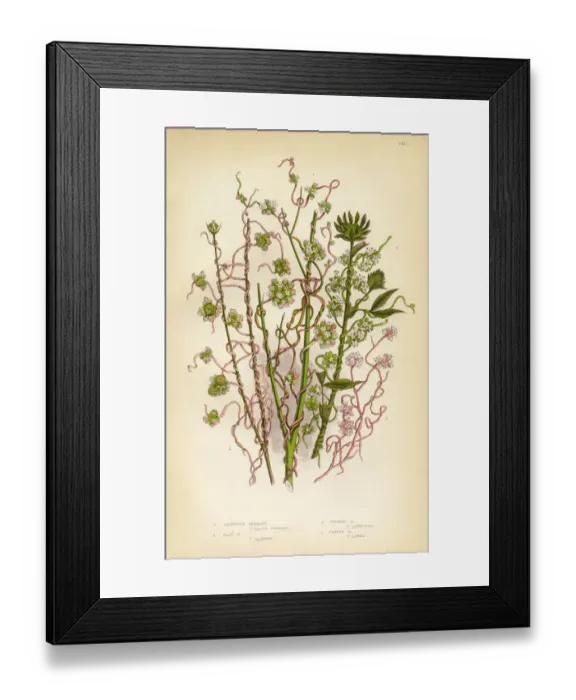 Framed Print : Morning Glory, Dodder, Cuscuta, Flax, Clover, Victorian Botanical Illustration