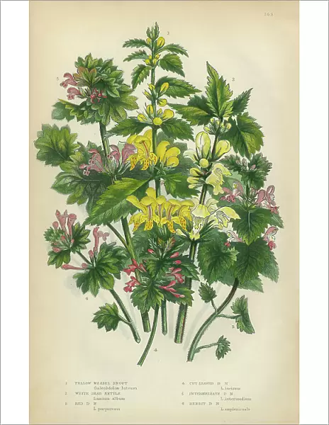 Nettle, Weasel Snout, Nettle, Stinging Nettle, Snapdragon, Victorian Botanical Illustration