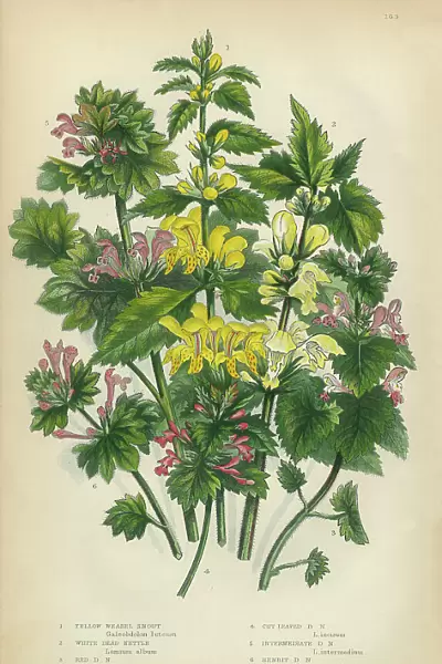 Nettle, Weasel Snout, Nettle, Stinging Nettle, Snapdragon, Victorian Botanical Illustration