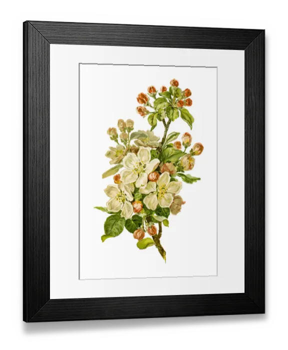 Framed Print : Blooming apple branch 19 century illustration Framed Print : Blooming apple branch 19 century illustration