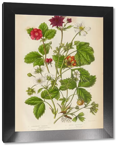 Cinque, Raspberry and Strawberry, Victorian Botanical Illustration