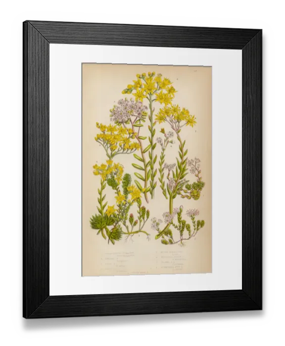 Framed Print : Stonecrop, English Stonecrop and White Stonecrop, Victorian Botanical Illustration Framed Print : Stonecrop, English Stonecrop and White Stonecrop, Victorian Botanical Illustration