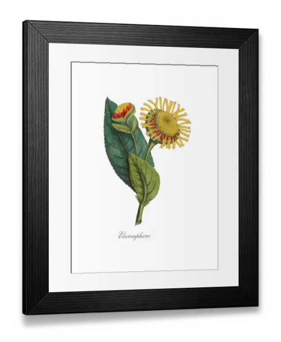 Framed Print : Handcolored Elecamphane, Horse-heal, Victorian Botanical Illustration Framed Print : Handcolored Elecamphane, Horse-heal, Victorian Botanical Illustration