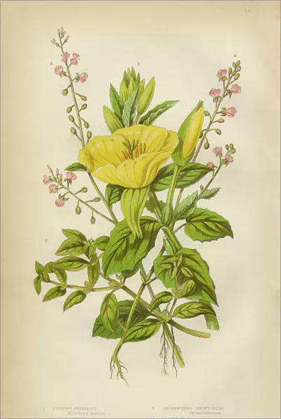 Evening Primrose, Primrose, Isnardia and Nightshade, Victorian Botanical Illustration