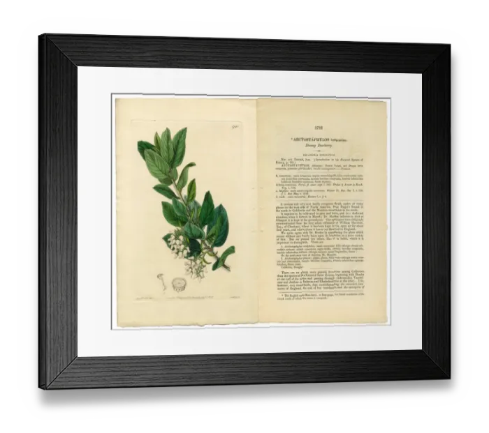Framed Print : Arctostaphylos tomentosa Victorian Botanical Illustration, Downy Bearberry, Bearberry, 1835 Framed Print : Arctostaphylos tomentosa Victorian Botanical Illustration, Downy Bearberry, Bearberry, 1835