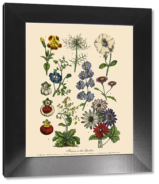 Exotic Flowers of the Garden, Victorian Botanical Illustration