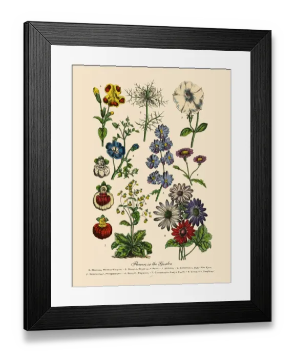 Framed Print : Exotic Flowers of the Garden, Victorian Botanical Illustration Framed Print : Exotic Flowers of the Garden, Victorian Botanical Illustration