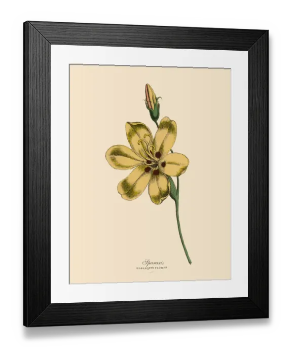 Framed Print : Sparaxis or Harlequin Flower Plants, Victorian Botanical Illustration Framed Print : Sparaxis or Harlequin Flower Plants, Victorian Botanical Illustration