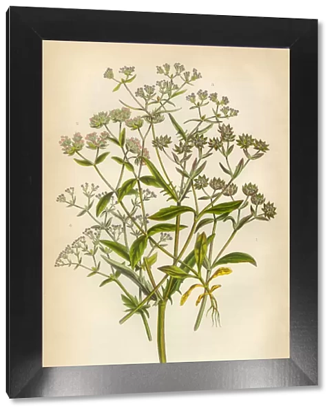 Corn Salad, Valerianella locusta, Cornsalad, Victorian Botanical Illustration