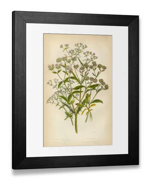 Framed Print : Corn Salad, Valerianella locusta, Cornsalad, Victorian Botanical Illustration Framed Print : Corn Salad, Valerianella locusta, Cornsalad, Victorian Botanical Illustration