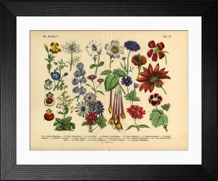 Framed Print : Flowers of the Garden, Victorian Botanical Illustration Framed Print : Flowers of the Garden, Victorian Botanical Illustration