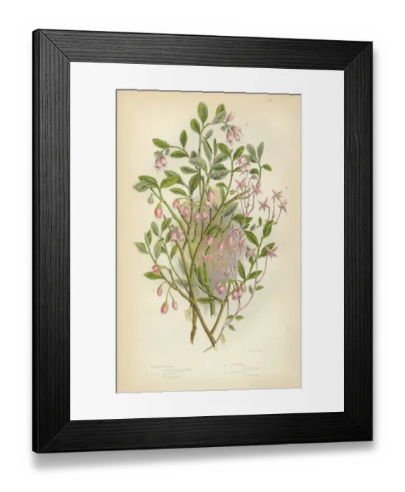 Framed Print : Cranberry, Whortleberry, Bilberry, Cowberry, Lingonberry, Victorian Botanical Illustration Framed Print : Cranberry, Whortleberry, Bilberry, Cowberry, Lingonberry, Victorian Botanical Illustration