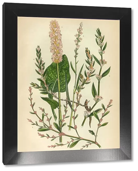 Buckwheat, Knot Grass, Sorrel, Rhubarb, Victorian Botanical Illustration