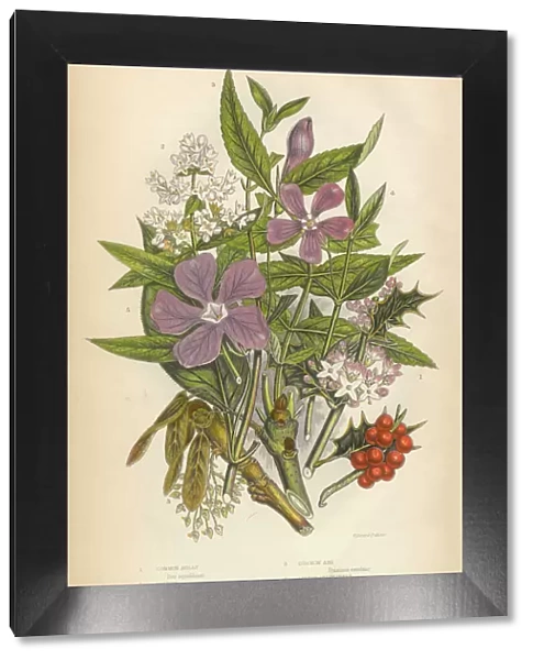 Holly, Periwinkle, Privet, Ash, Christmas, Victorian Botanical Illustration