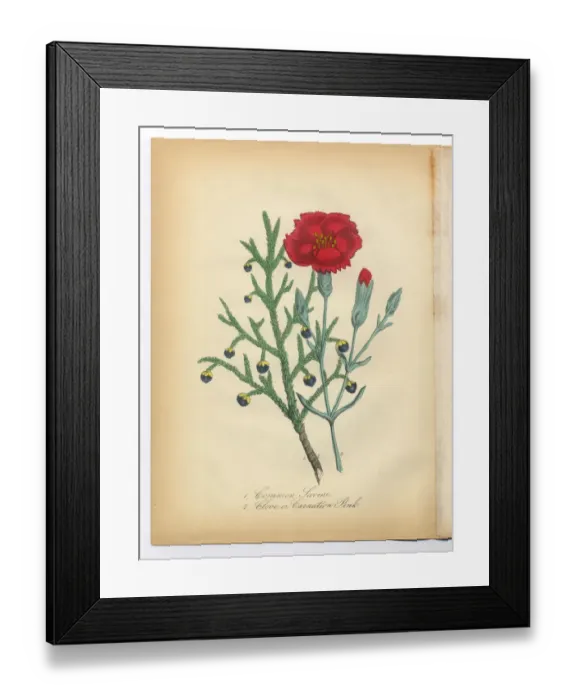 Framed Print : Savine, Clove and Pink Carnation Victorian Botanical Illustration Framed Print : Savine, Clove and Pink Carnation Victorian Botanical Illustration