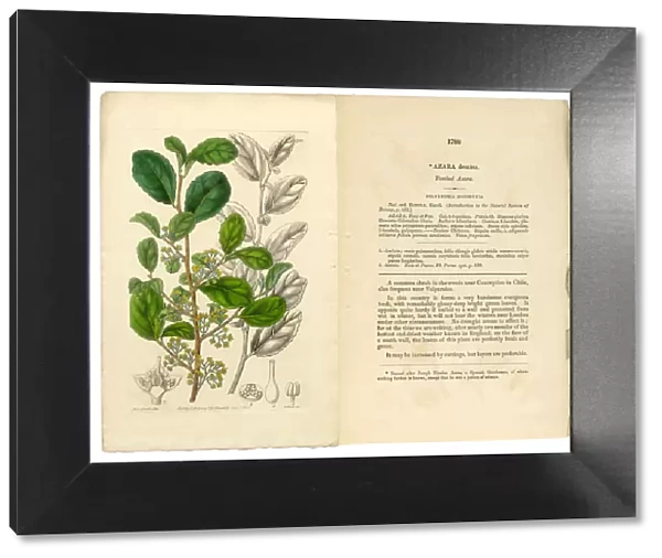 Polyandria Monogynia Victorian Botanical Illustration, Azara, Toothed Azara, 1835