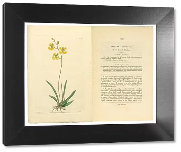 Gynandria Monandria, Victorian Botanical Illustration, Oncidium, Oncidium Lemonianum, 1835