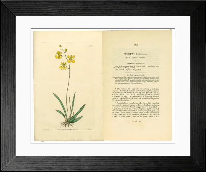 Framed Print : Gynandria Monandria, Victorian Botanical Illustration, Oncidium, Oncidium Lemonianum, 1835 Framed Print : Gynandria Monandria, Victorian Botanical Illustration, Oncidium, Oncidium Lemonianum, 1835
