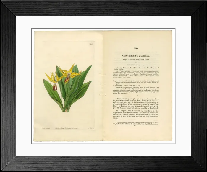 Framed Print : Erythronium Grandiflorum Victorian Botanical Illustration, American Dogas Tooth Violet, 1835 Framed Print : Erythronium Grandiflorum Victorian Botanical Illustration, American Dogas Tooth Violet, 1835