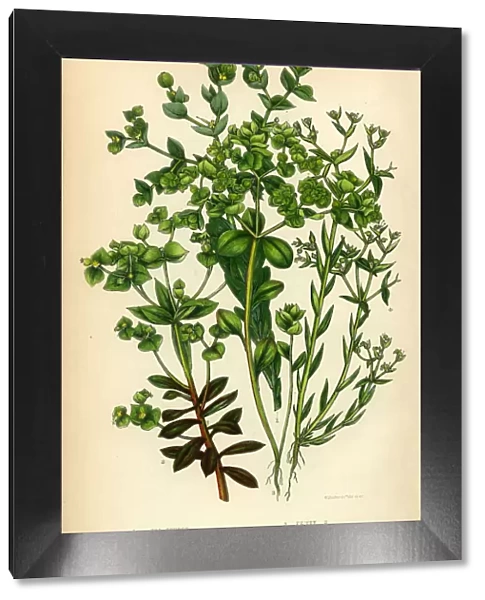 Euphorbia, Spurge, Sea Spurge, Dwarf Spurge, Victorian Botanical Illustration