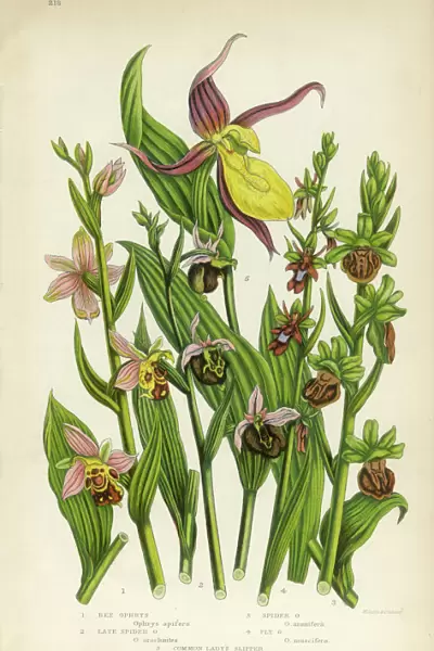 Orchid, Ophrys, Bee Ophrys, Ladyas Slipper Victorian Botanical Illustration