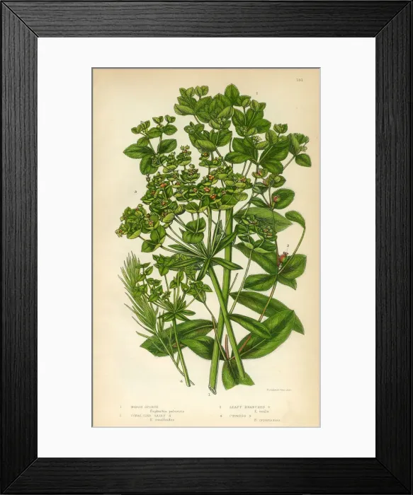 Framed Print : Euphorbia, Spurge, Marsh Spurge, Cypress Spurge, Victorian Botanical Illustration Framed Print : Euphorbia, Spurge, Marsh Spurge, Cypress Spurge, Victorian Botanical Illustration