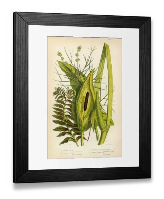 Framed Print : Cuckoo Pint, Sweet Sedge, Sedge, Pondweed, Victorian Botanical Illustration Framed Print : Cuckoo Pint, Sweet Sedge, Sedge, Pondweed, Victorian Botanical Illustration