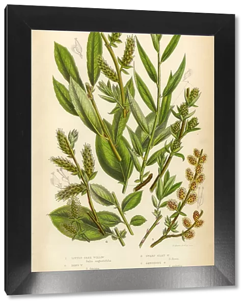 Willow, Silky Willow, Tree Willow, Osier, Sallow, Victorian Botanical Illustration