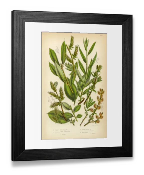 Framed Print : Willow, Silky Willow, Tree Willow, Osier, Sallow, Victorian Botanical Illustration Framed Print : Willow, Silky Willow, Tree Willow, Osier, Sallow, Victorian Botanical Illustration