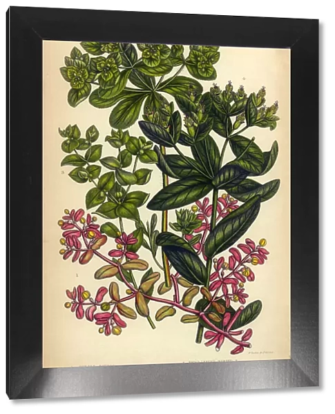 Spurge, Irish Spurge, Sun Spurge, Victorian Botanical Illustration