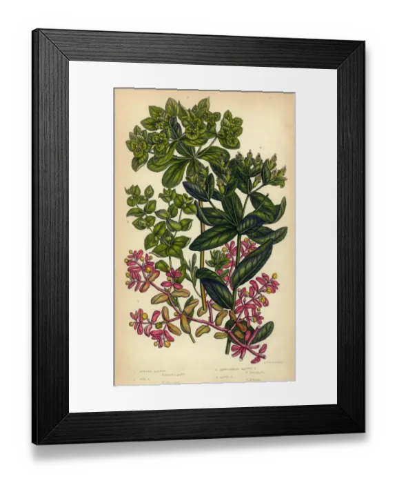 Framed Print : Spurge, Irish Spurge, Sun Spurge, Victorian Botanical Illustration Framed Print : Spurge, Irish Spurge, Sun Spurge, Victorian Botanical Illustration