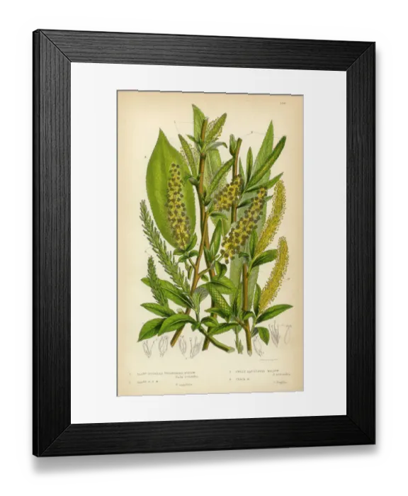Framed Print : Willow, Bay-Leaved Willow, Purple Willow, Osier, Sallow, Victorian Botanical Illustration Framed Print : Willow, Bay-Leaved Willow, Purple Willow, Osier, Sallow, Victorian Botanical Illustration