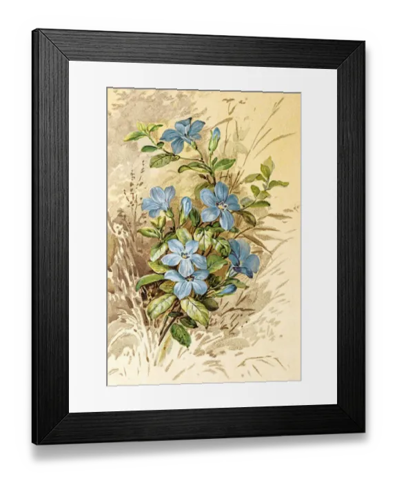 Framed Print : Spring flowers composition 19 century illustration Framed Print : Spring flowers composition 19 century illustration