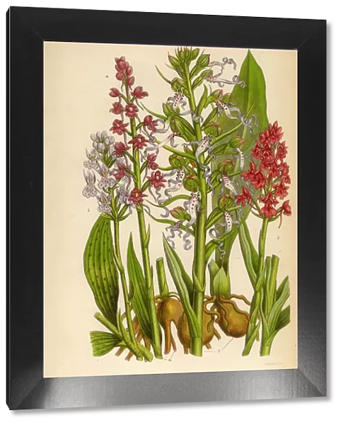 Orchid, Pyramidal Orchid, Lizard Orchid, Gymnadenia Victorian Botanical Illustration