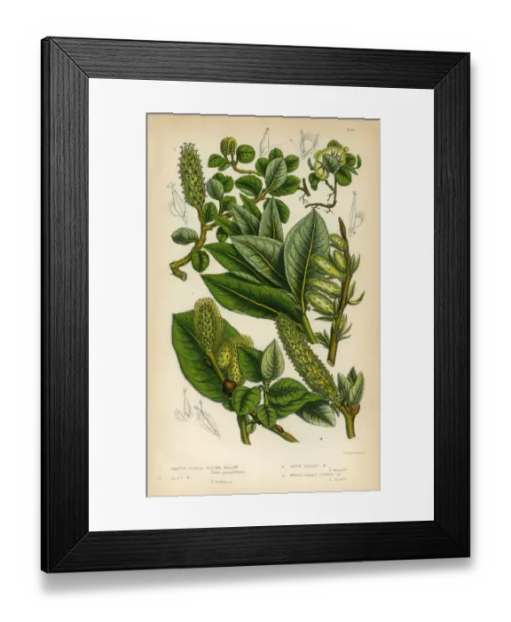 Framed Print : Willow, Osier, Sallow, Apple-Leaved Willow, Victorian Botanical Illustration