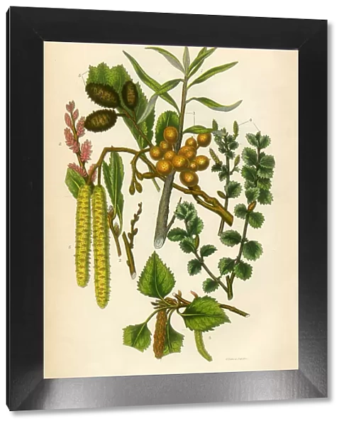 Alder, Sallow, Sweet Gale, Birch Tree, Victorian Botanical Illustration