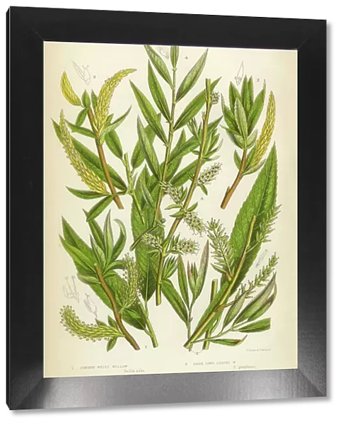 Willow, White Willow, Yellow Osier, Sallow, Victorian Botanical Illustration