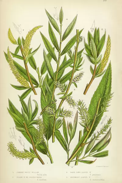 Willow, White Willow, Yellow Osier, Sallow, Victorian Botanical Illustration