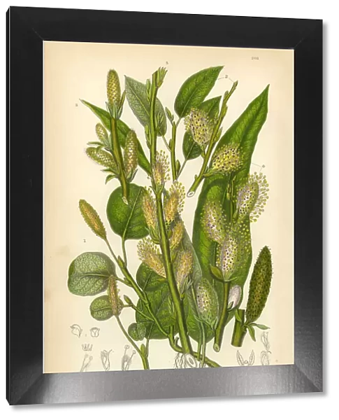 Willow, Mountain Willow, Tree Willow, Osier, Sallow, Victorian Botanical Illustration